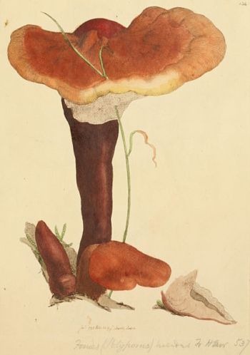 Composición química de la ganoderma