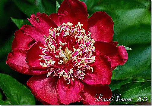 Peony Celebration