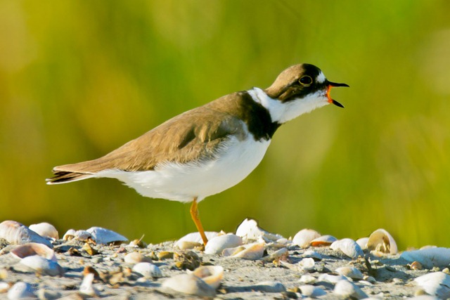 [Sachuest%25208-11%2520Semipalmated%2520Plover%2520mouth%2520openD7K_2755%2520August%252011%252C%25202011%2520NIKON%2520D7000%255B3%255D.jpg]
