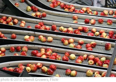 'Packing SweeTango apples' photo (c) 2010, Stemilt Growers - license: http://creativecommons.org/licenses/by/2.0/