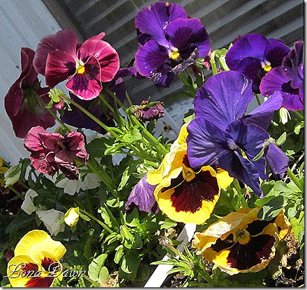 Pansies_March29