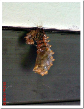 caterpillar turn into chrysalis 09