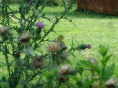 Goldfinch through sunroom window