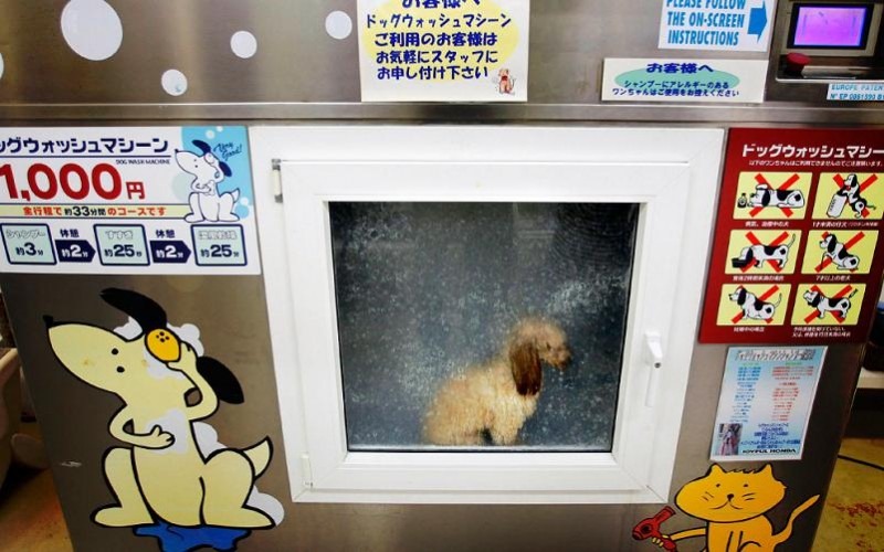 [dog-inside-japanese-dog-washing-machine-800x500%255B5%255D.jpg]