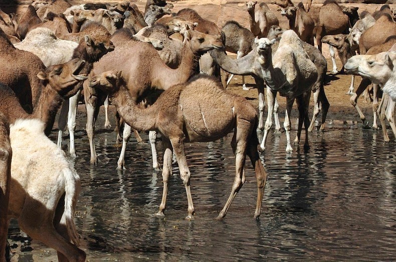 guelta-archei-8%2525