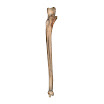 ulna_right.jpg