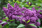 The colors of lilacs are often pale shades of blue or lavender, but can also include white, pink, and rich purples.  Flowers can be single or double.