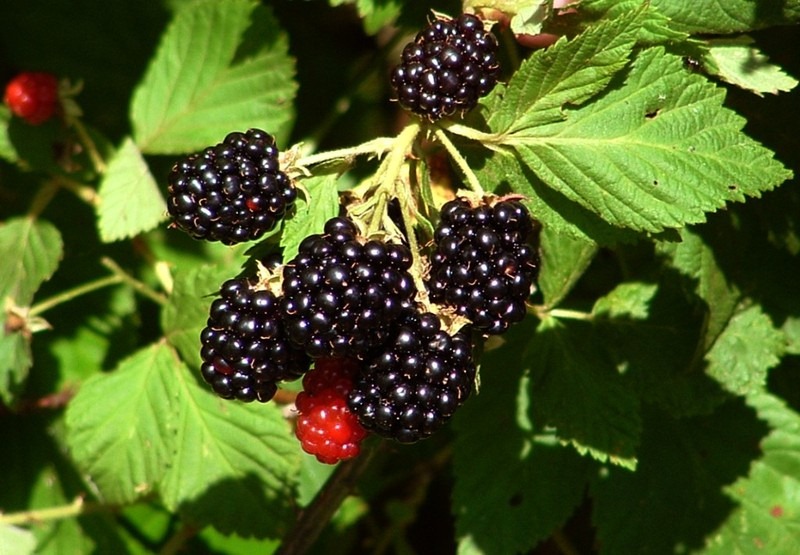 [blackberries-hanging%255B2%255D.jpg]