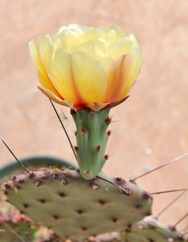 [120529_Opuntia-violacea_18%255B2%255D.jpg]