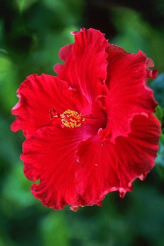 Red-hibiscus
