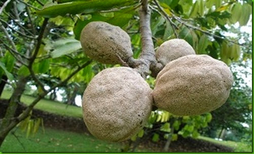 Bahia Sunsapote