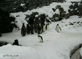 pinguin-feliz pinguin-feliz
