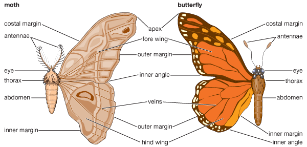 [butterfly%2520and%2520moth%255B10%255D.gif]