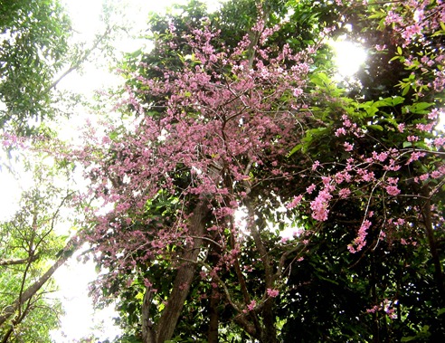 philippine cherry blossom like tree