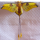 Madagascan moon moth