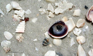 Shell-Details Shell-Details