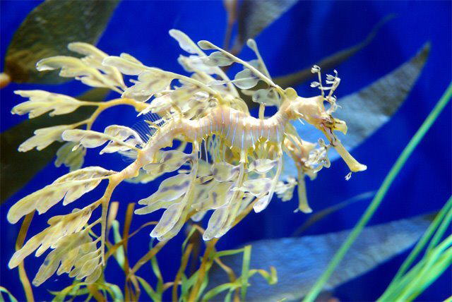 Strange Sea Creatures