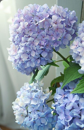 6a00e39334a3d18834013485c37325970c-500wi pretty petals
