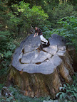 california_sequoia