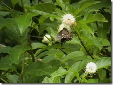 IMGA0569 IMGA0569