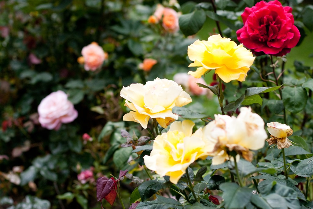 [20130608-IMG_87804.jpg]