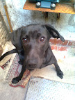 ESMERALDA adoptada 2009 gracias a su linda familia por estos años de amor y protección
