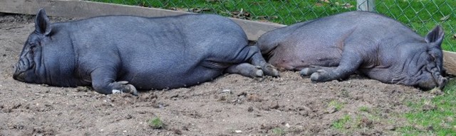 [Pigs%255B3%255D.jpg]