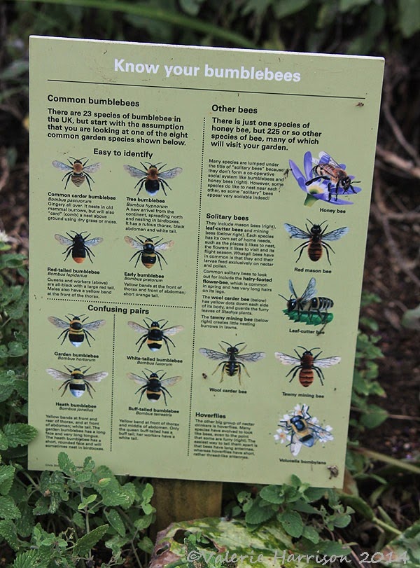 [60-know-your-bumblebees%255B2%255D.jpg]