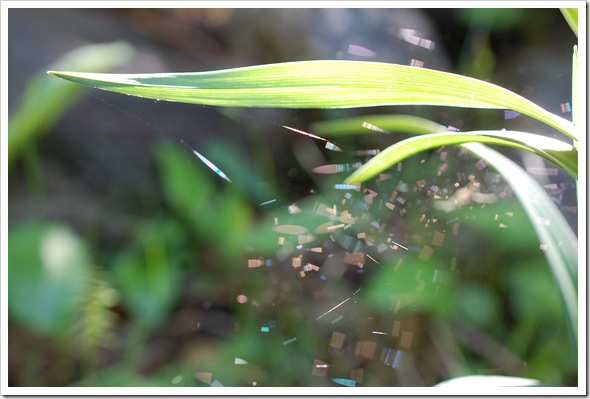 SPIDERWEB SHATTERED (12)