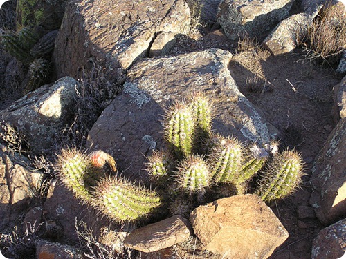 lihue calel cactus