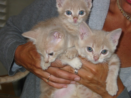 Here are three healthy siblings at 10 weeks after Jane bottle-fed them. They are eagerly awaiting their adopters in this photo!