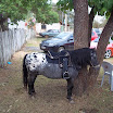 1CorridaMTBVarzeadoBuriti2011-012.jpg