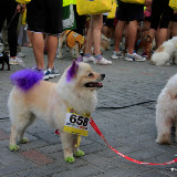 Pet Express Doggie Run 2012 Philippines. Jpg (276).JPG