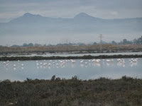 IMG_8445 IMG_8445
