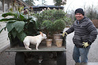 It's a pair of lovely topiaries.  Martha is very proud of her topiaries, which get carefully hand-pruned to retain their shape.