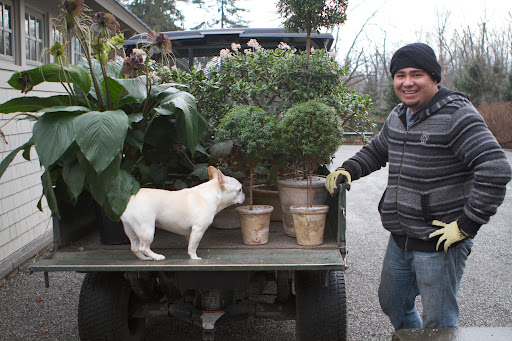 It's a pair of lovely topiaries. Martha is very proud of her topiaries, which get carefully hand-pruned to retain their shape. It's a pair of lovely topiaries. Martha is very proud of her topiaries, which get carefully hand-pruned to retain their shape.