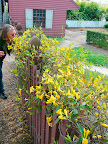 Gelsemium is a native to the South Eastern U.S., hardy to Z7, is evergreen and beautifully fragrant as you can see garden designer Mary Hayward's nose knows.