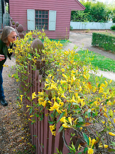 Gelsemium is a native to the South Eastern U.S., hardy to Z7, is evergreen and beautifully fragrant as you can see garden designer Mary Hayward's nose knows.