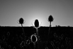 The-Teasles-2