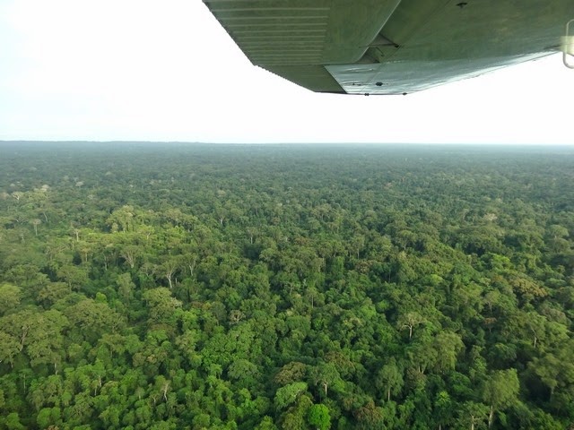 Pongara Pongara
