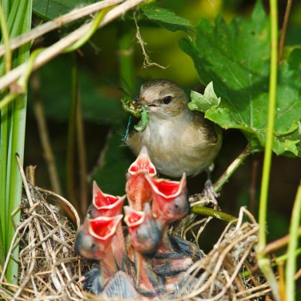 [15%2520Amazing%2520Images%2520of%2520Baby%2520Birds%2520at%2520Dinner%2520Time%255B5%255D.jpg]