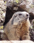 Alpine Marmot in the Orlu Valley