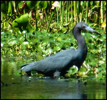 Wekiwa Springs State Park (107)