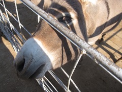 IMG_8697 IMG_8697
