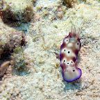 Nudibranch (Pemuteran, North Bali)