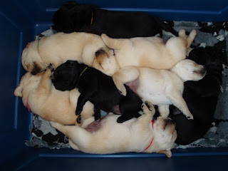 Healthy and Content.   Shiner- Spencer puppies 2009