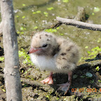 DSCN9530.JPG