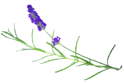 lavender.png