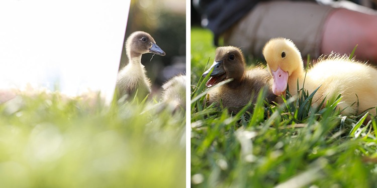 duckies 1 duckies 1