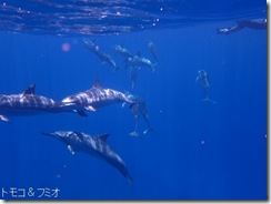 ハワイ島でイルカと泳ぐドルフィンスイム ハワイ島でイルカと泳ぐドルフィンスイム